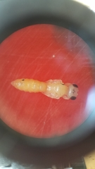 Ectemnius paucimaculatus