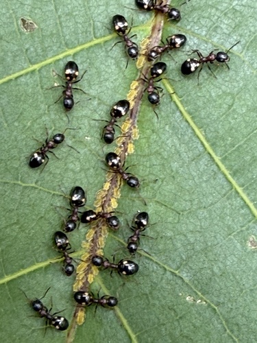 Four-Spotted Odorous Ant