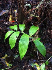 Maianthemum