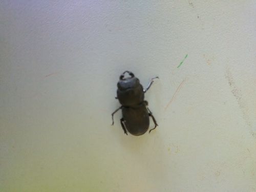 Lesser Stag Beetle