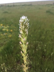 Castilleja attenuata