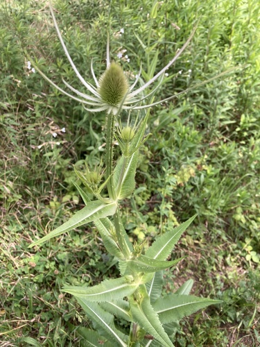 wild teasel