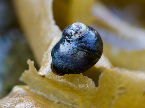 Monodonta neritoides observed 2026-06-06