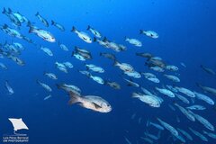 Black and White Snapper photo 3