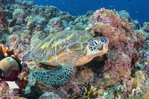 Green Sea Turtle
