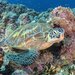 Green sea turtle