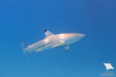 Blacktip Reef Shark photo 3