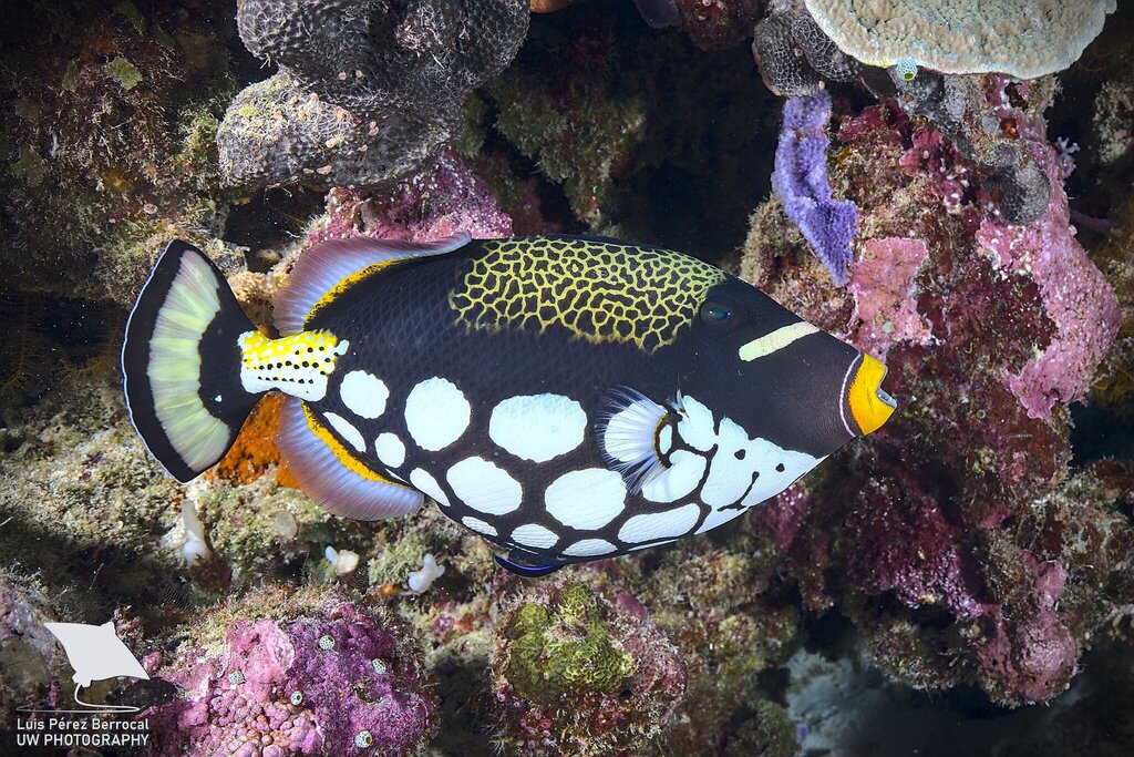 Clown Triggerfish
