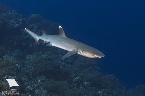 Whitetip Reef Shark