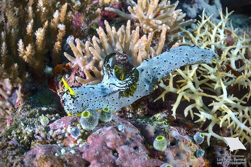 Notodoris serenae