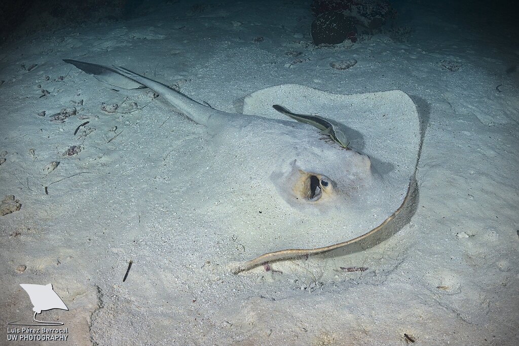 Banana-Tail Ray