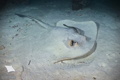 Banana-Tail Ray photo 1