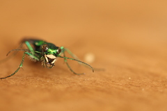 Cicindela sexguttata