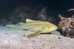 Zebra Shark photo 3