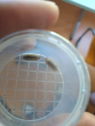 Nosy Pill Woodlouse