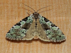 Leuconycta lepidula
