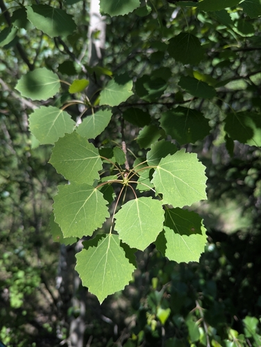 European aspen