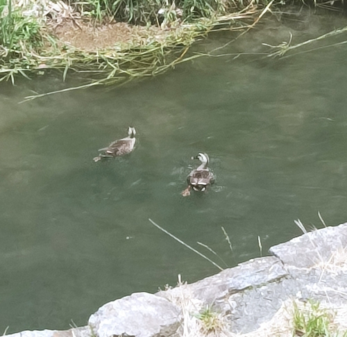 Eastern Spot-billed Duck