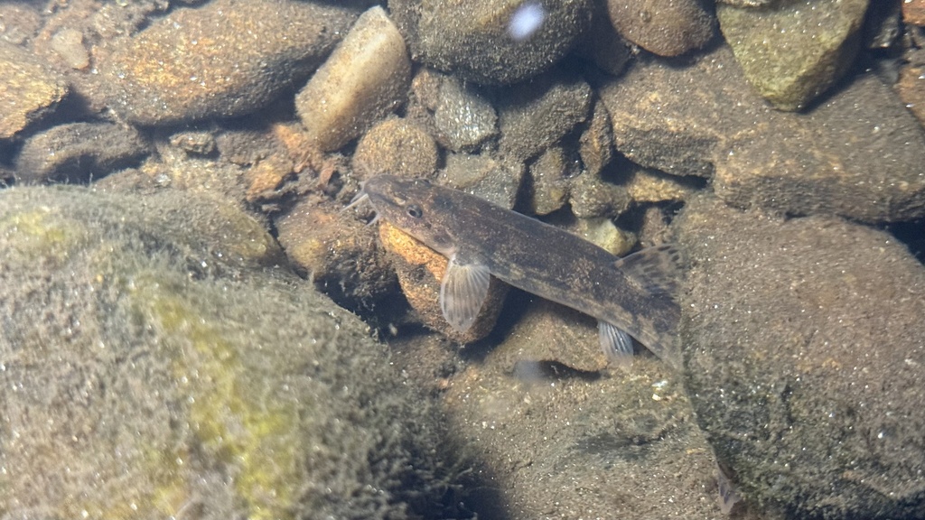 Stone loach (Barbatula barbatula) — Nemacheilidae