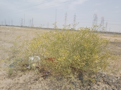 Haplophyllum tuberculatum