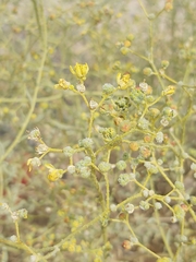 Haplophyllum tuberculatum