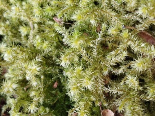 rough goose neck moss