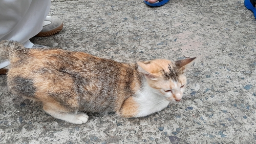 Domestic Cat