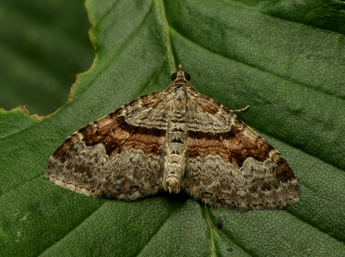 Flame Carpet