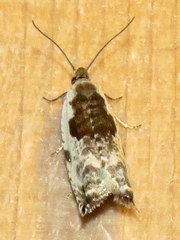 Ancylis nubeculana