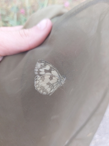 Marbled White