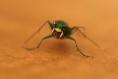 Cicindela sexguttata