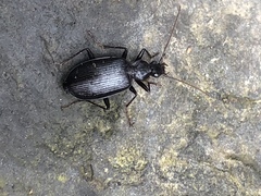 Platynus cincticollis