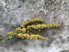 Rumex chrysocarpos