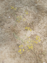 Haplophyllum tuberculatum