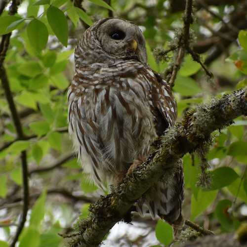 Barred Owl photographed in Oregon