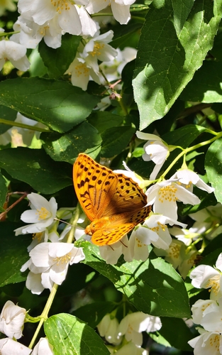 Cardinal Butterfly