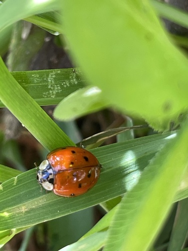 Asian Lady Beetle
