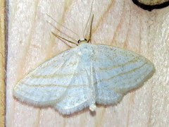 Scopula quadrilineata
