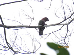 Deroptyus accipitrinus