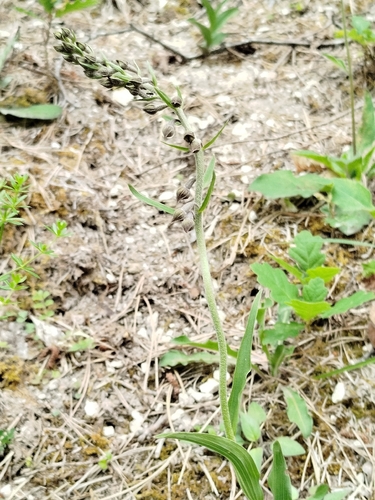 Dark-red Helleborine
