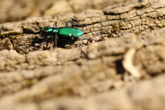 Cicindela sexguttata