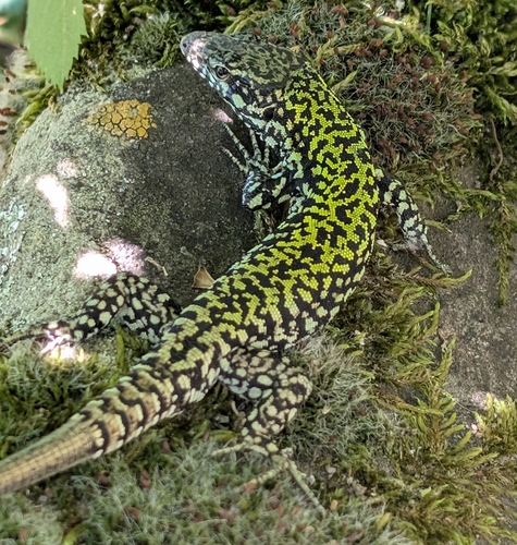 Common Wall Lizard