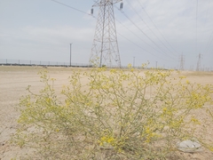 Haplophyllum tuberculatum