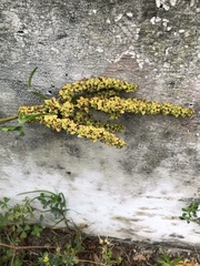 Rumex chrysocarpos
