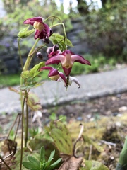 Epimedium