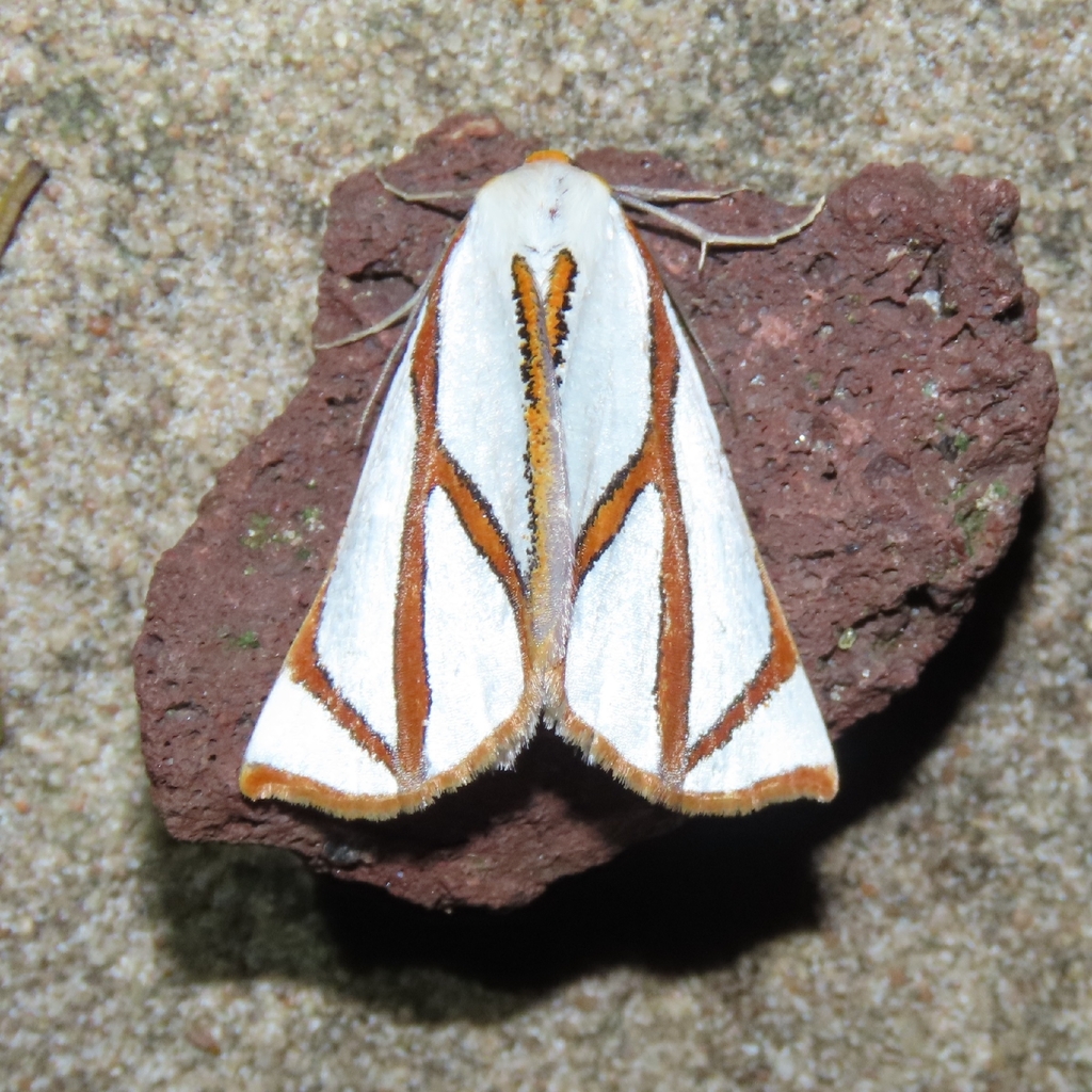Angled Satin Moth