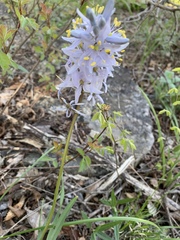 Camassia scilloides