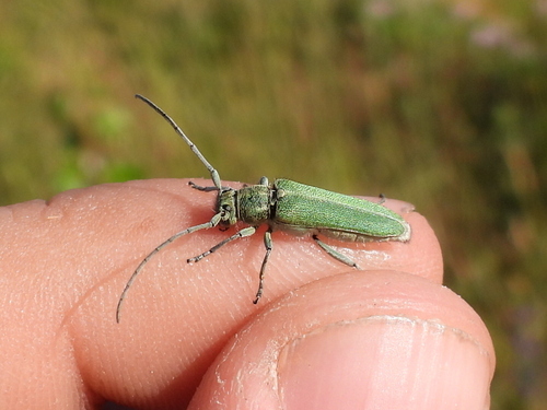 Phytoecia caerulescens