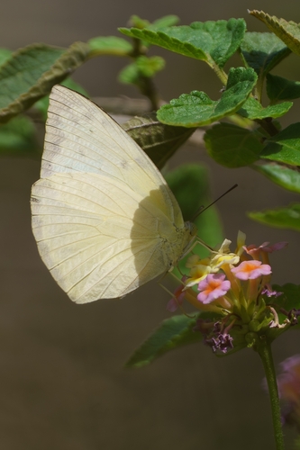 Lemon Migrant