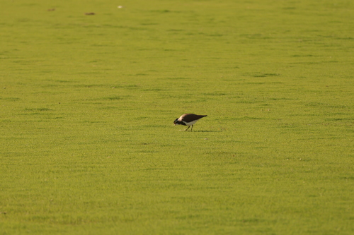 Banded Lapwing (Vanellus tricolor), photo 7